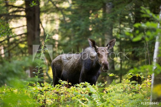 Picture of A Young Moose in the Woods of New Hampshire